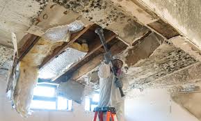 Trusted Madras, OR Mold Removal Services Experts